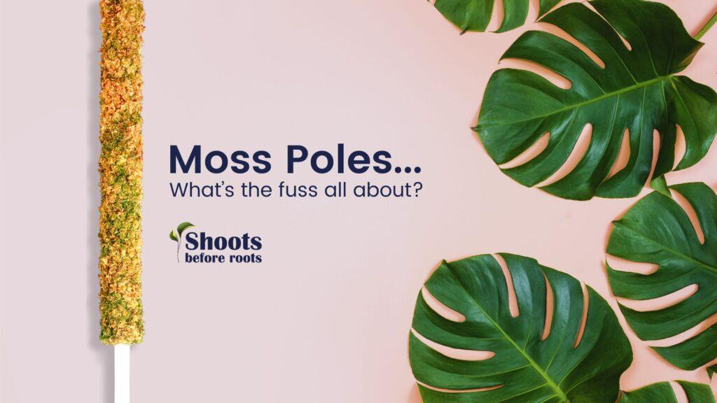 Moss Pole introduction