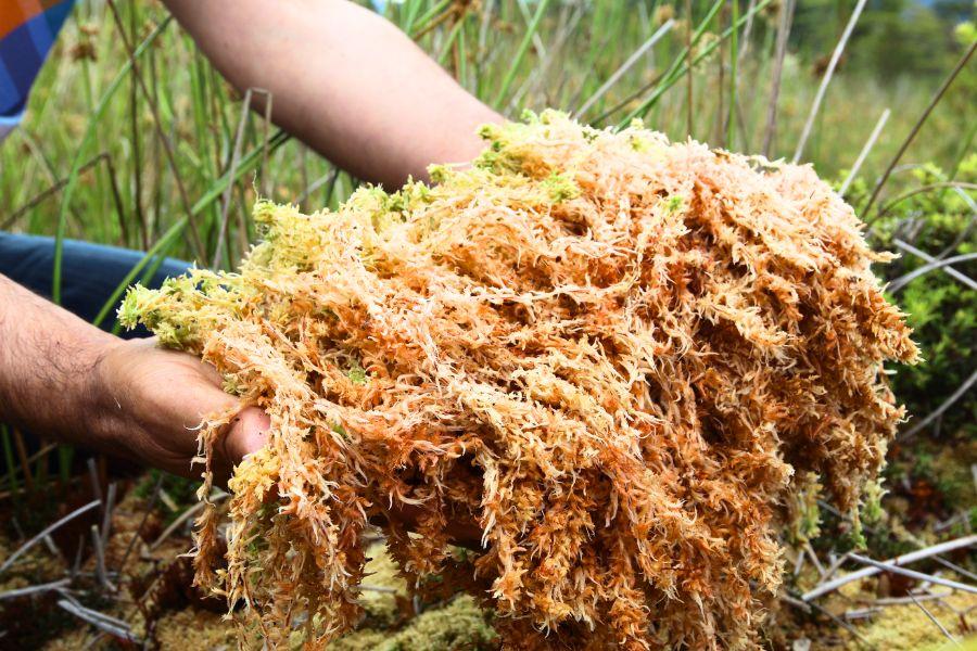 Person holding long fibre sphagnum moss